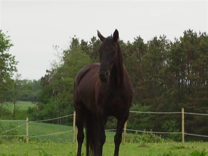 Anden særlig race Majsens Tequila. R.I.P. billede 12