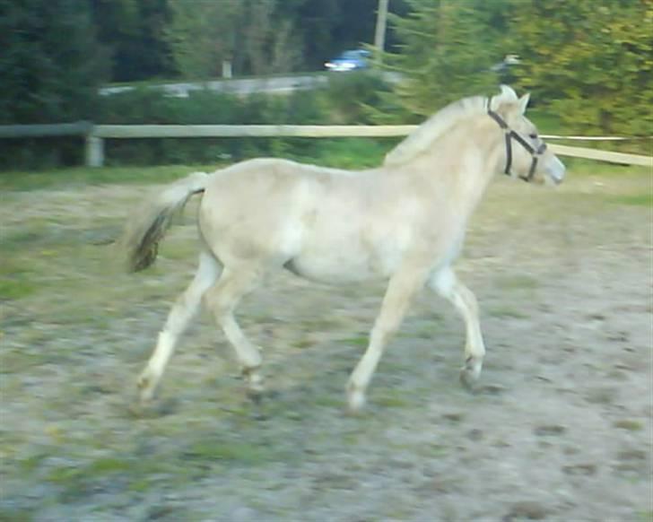 Fjordhest Freja (SOLGT) billede 4