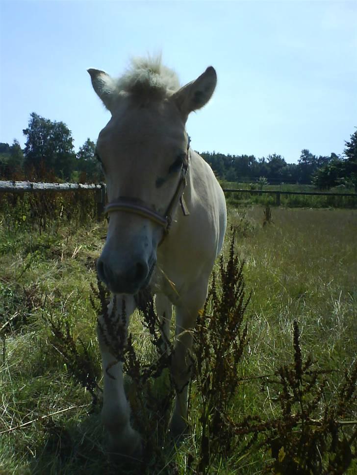 Fjordhest Freja (SOLGT) billede 5