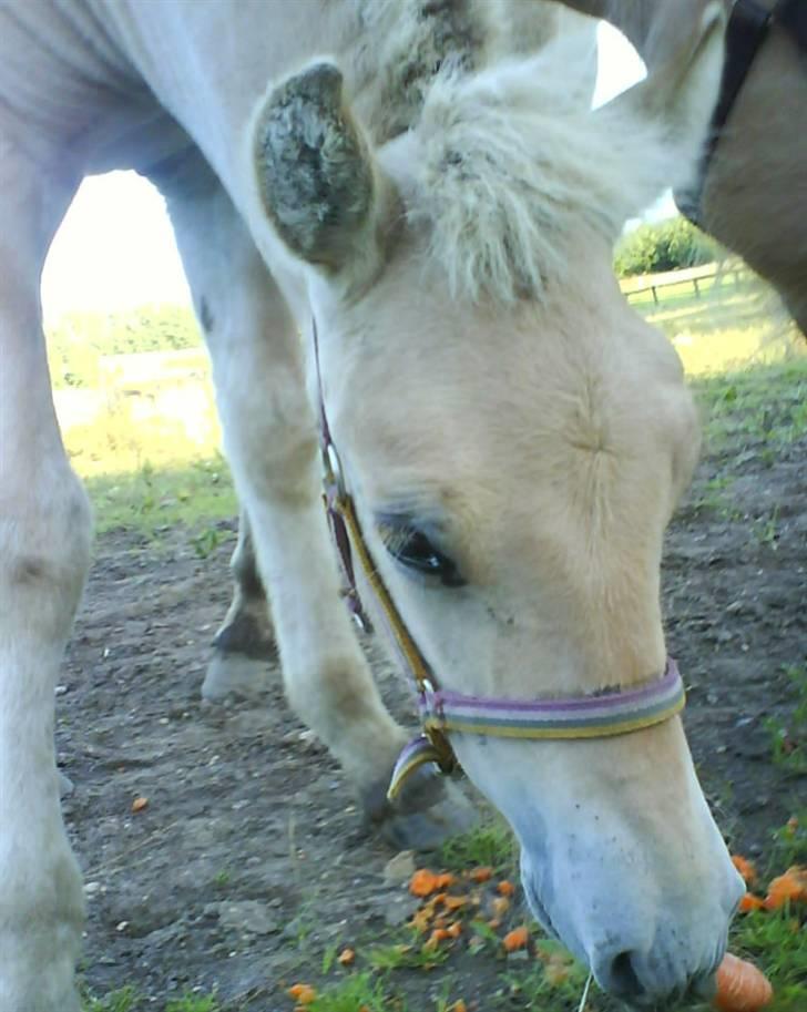 Fjordhest Freja (SOLGT) billede 7