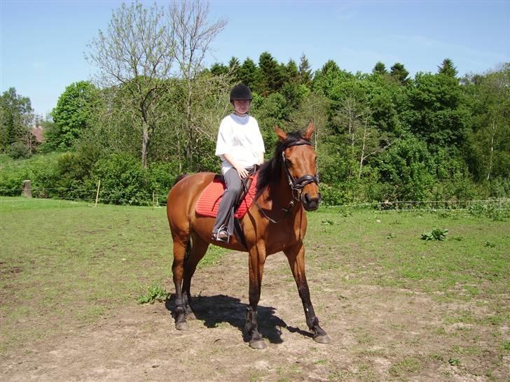 Tysk Oldenburger Majsens Ophelia. billede 15