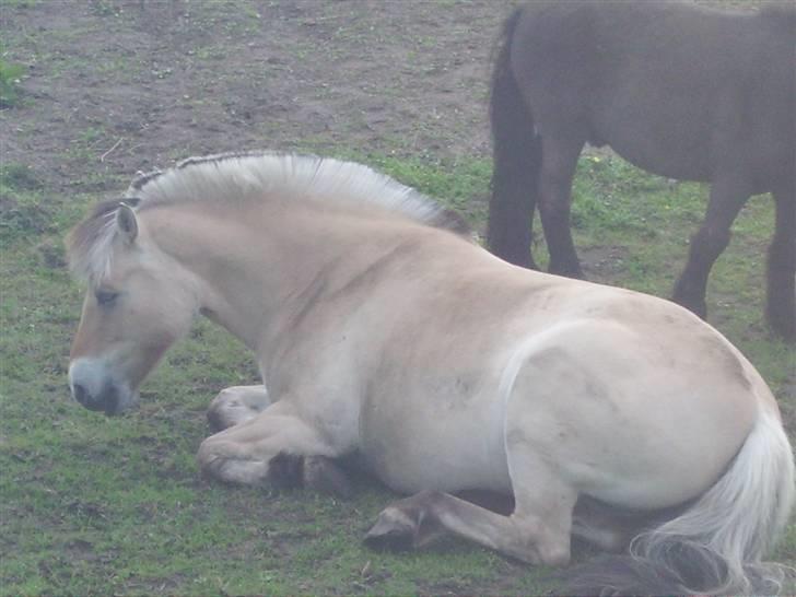 Fjordhest Majsens Lotte. billede 10
