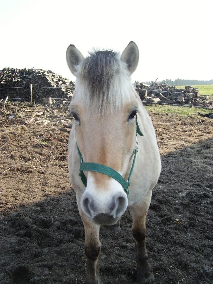 Fjordhest Majsens Lotte. billede 11