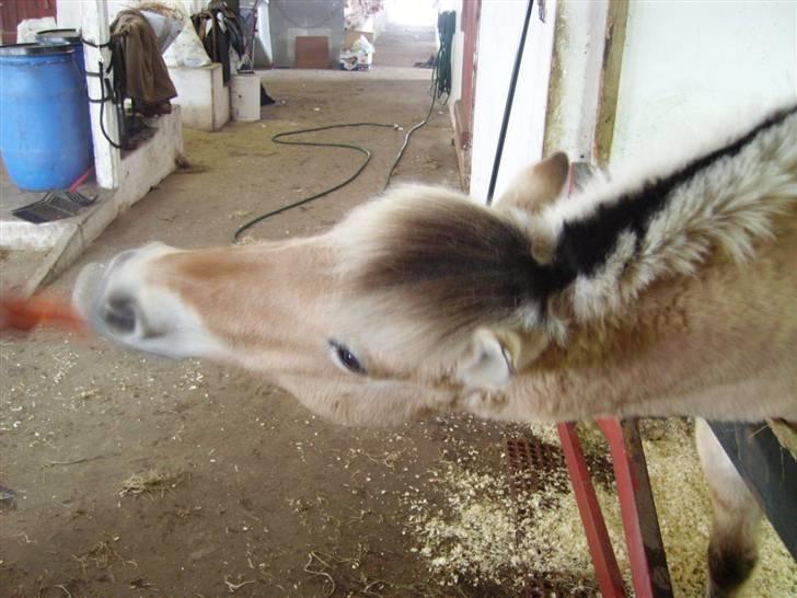 Fjordhest Majsens Lotte. billede 12