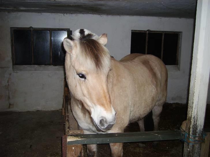 Fjordhest Majsens Lotte. billede 13