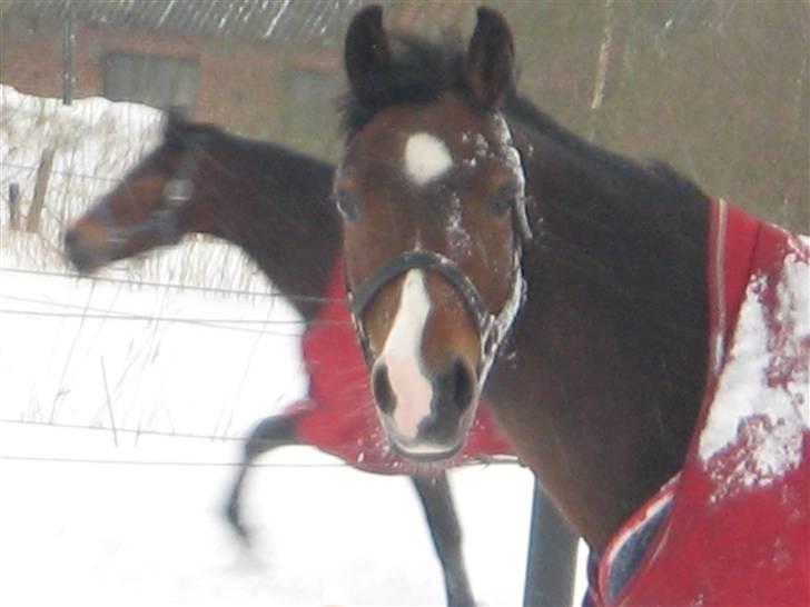 Tysk Sportspony Geisha (R.I.P) Love You! billede 3