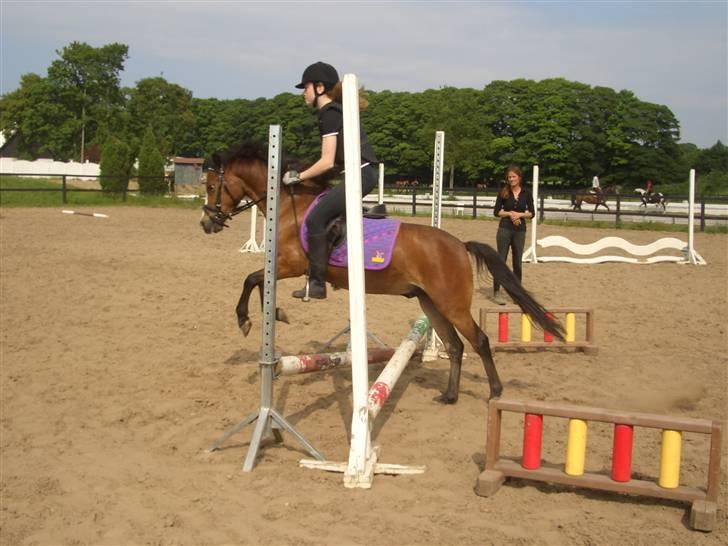 Anden særlig race Mr. Fly High  - (: springning igen ... billede 12