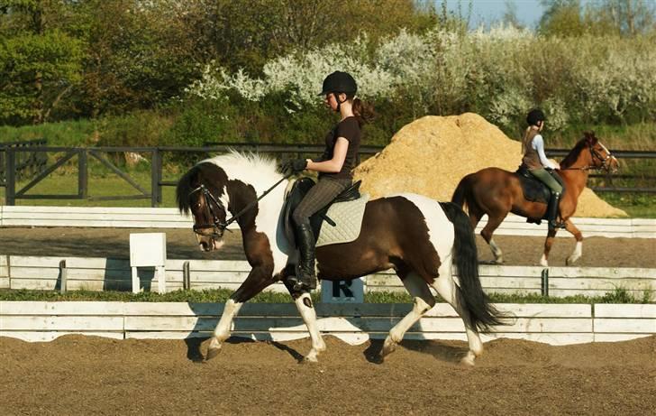 Anden særlig race Master Mind  - NYT :D Velkommen til masters profil :) Foto: Sidsel billede 1