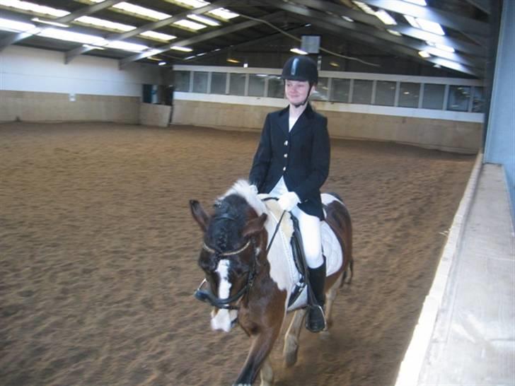 Anden særlig race Master Mind  - Stævne - dressur <33 {: billede 4