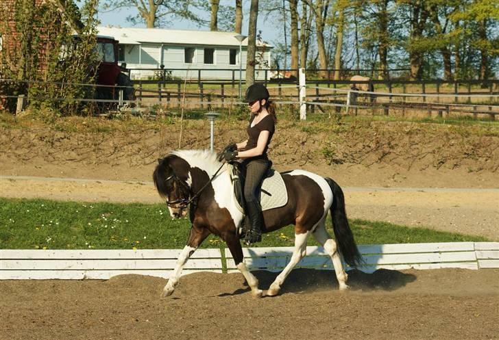 Anden særlig race Master Mind  - NYT. Dressur træning.. Foto: Sidsel billede 6