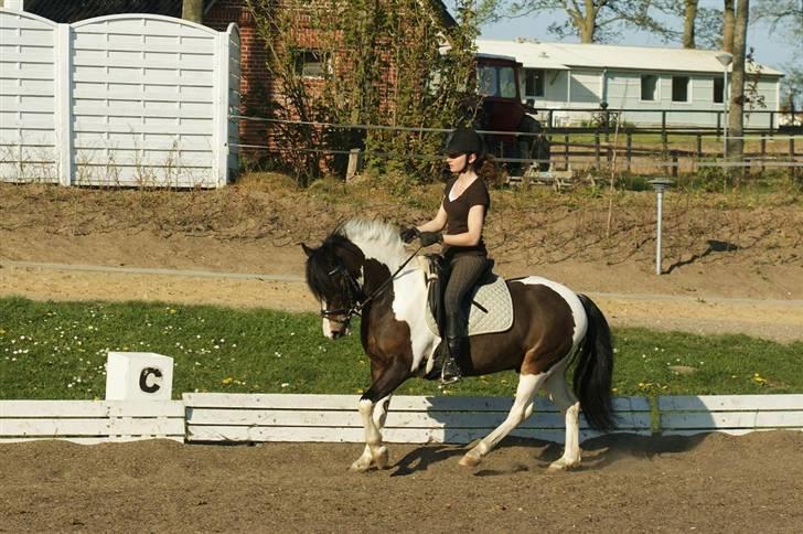 Anden særlig race Master Mind  - Galop - træning.. Foto: Sidsel billede 8