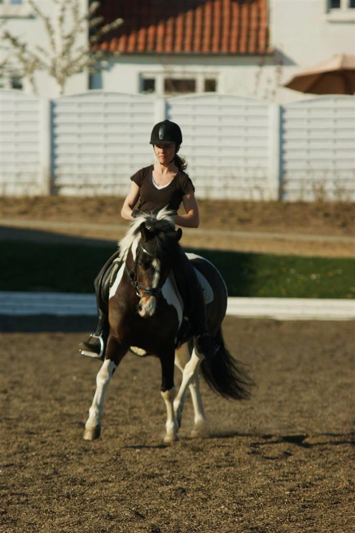 Anden særlig race Master Mind  - NYT.. Træning schenkelvigning :) billede 9