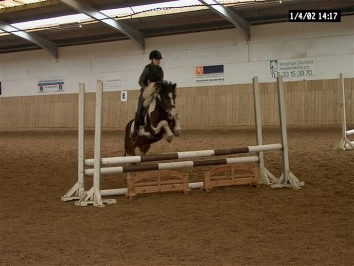 Anden særlig race Master Mind  - springning <3 billede 16