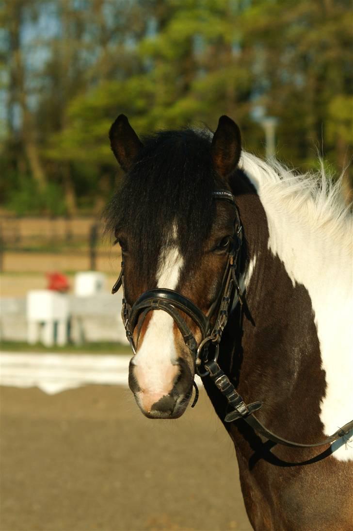 Anden særlig race Master Mind  - Smukke :D Foto: Sidsel billede 17