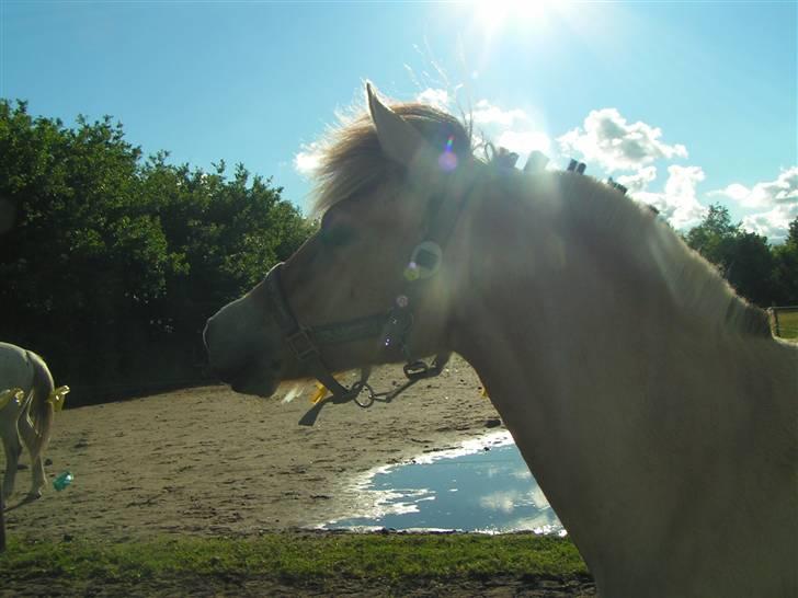 Fjordhest Thea Grace SOLGT - Thea som vrinsker ude på folden:) billede 6