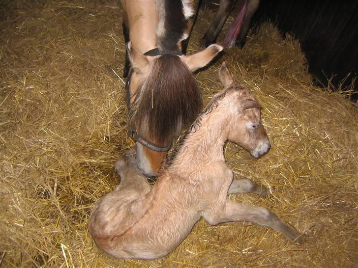 Fjordhest Thea Grace SOLGT - Efter en halv time, stod hun på benene... taget af mig billede 7