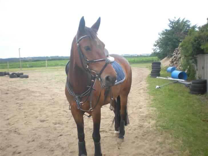 Anden særlig race Lindholms Sofus - SOLGT - Sofus venter på at jeg sætter spring op. D.14/7-09. Foto : Frida : D billede 3