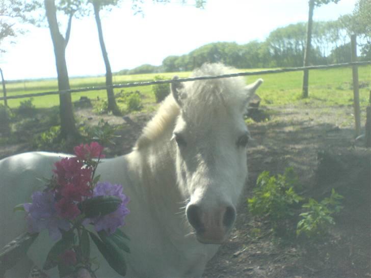 Shetlænder Riffer.R.I.P - Blomster..?? Til mig ;) billede 13