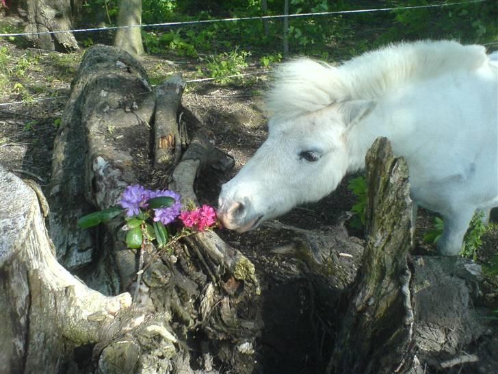 Shetlænder Riffer.R.I.P - hmm, der er nok ikke nogen som ser hvis jeg tager en lille bid ;P billede 14