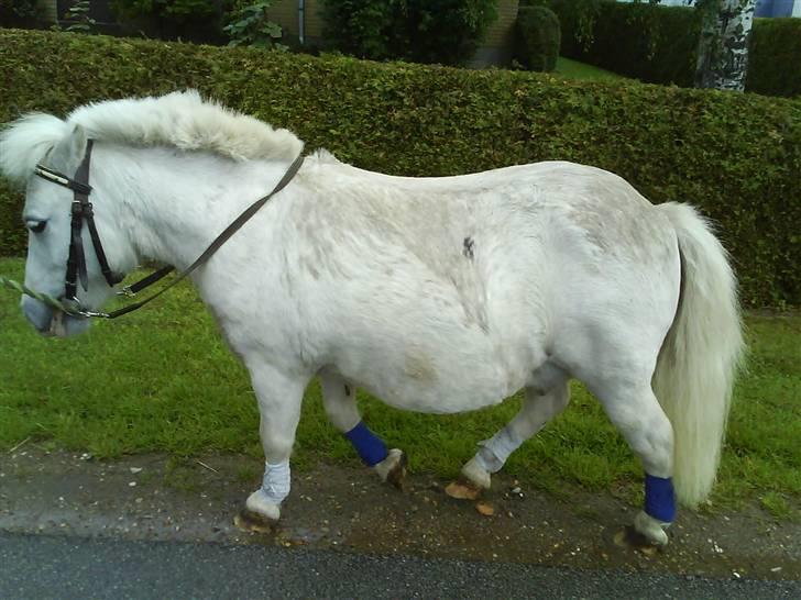 Shetlænder Riffer.R.I.P - Tykke.. Altså.. hehe.. han er på slakkekur.. Ude og gå d.16/7-2008 Foto: mig billede 15