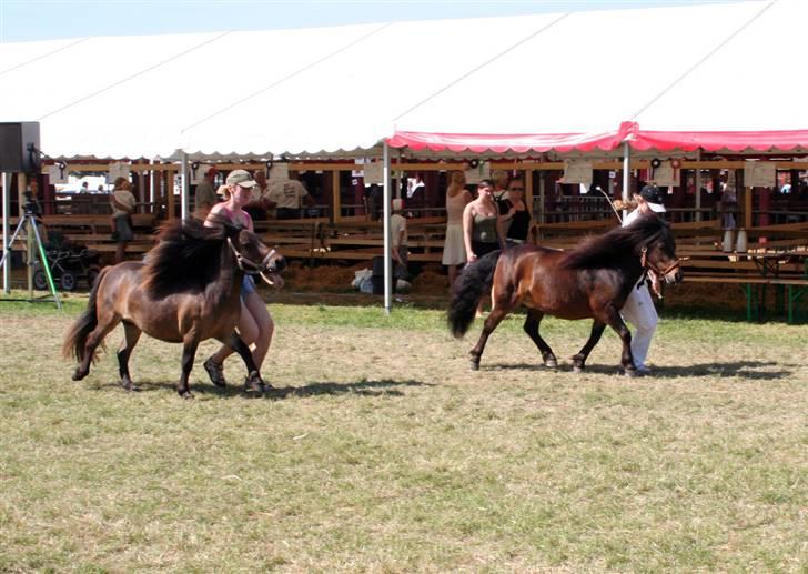 Shetlænder Thorshøjs Lif  - lif og hendes datter pinja, fra roskilde 2007... pinja er bare spyttet ud af hende.... billede 10