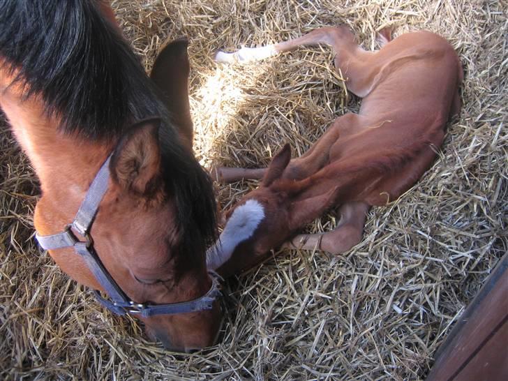 Arabisk fuldblod (OX) Ipaya solgt - Ipaya og lusamo da han var 1 døgn gamel billede 4