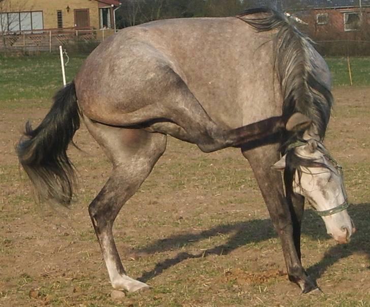 Arabisk fuldblod (OX) Mujallin (Solgt) - UUUH, det klør altsa sådan! billede 14