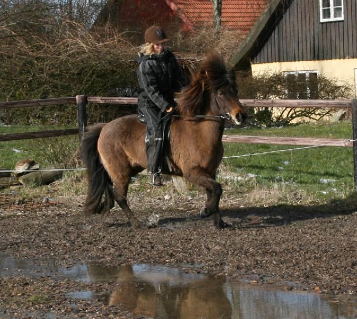 Islænder Dúna fra Odal <3 - Tølt marts måned 2008 billede 8