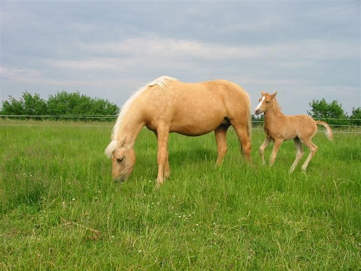 Palomino  Klepholms Serena - Skønt at ha barselsorlov  billede 6