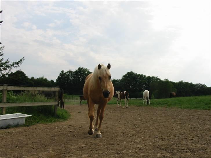 Palomino  Klepholms Serena - Hej mor har du en godbid til mig billede 7