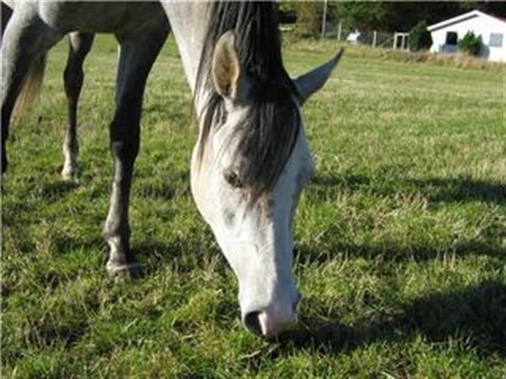 Arabisk fuldblod (OX) Mujallin (Solgt) - I efterårs-ferien. billede 15