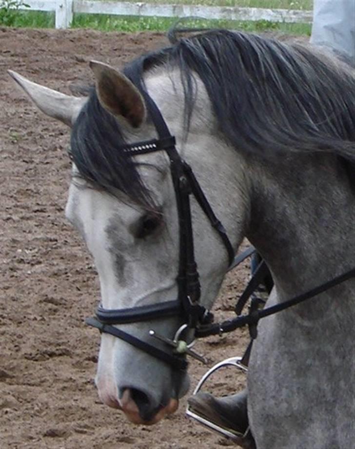 Arabisk fuldblod (OX) Mujallin (Solgt) - Ja, Mujallin betyder jo vinder! billede 16