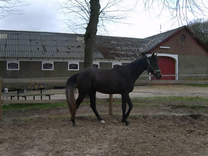 Arabisk fuldblod (OX) Shaheen (SOLGT)<33 - bliver longeret uden longetov i rundellen. billede 15
