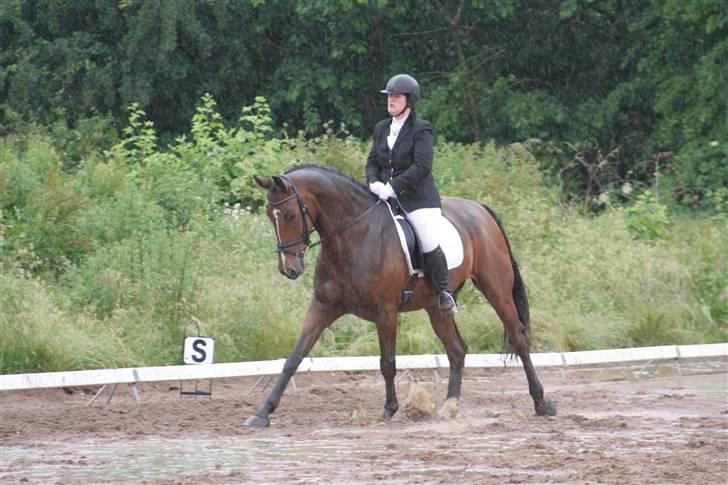 Hollandsk Varmblod Saffier - LORTE VEJR, LA1 billede 12