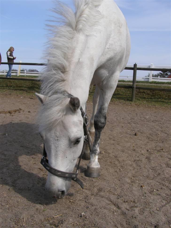 New Forest Feldholm's Pontius Solgt - Han undre sig over der ikke er noget græs xD billede 4