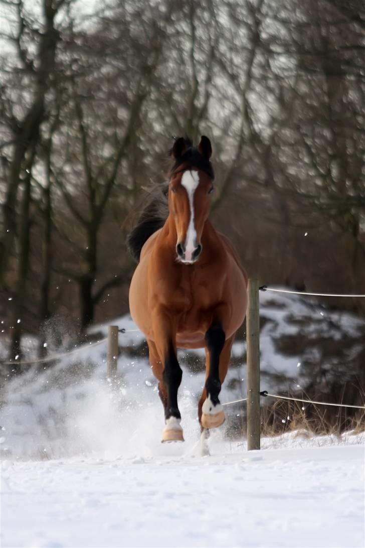 Anden særlig race Caunt Sunshine... Mit et og alt <3 - Vinter 2010 billede 1