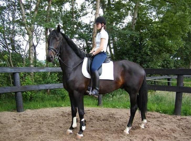 Hollandsk Varmblod Zoran - Zoran og hans gamle ejer .. billede 2