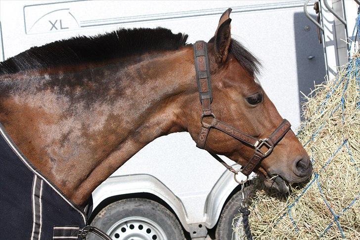 DSP Chablis af Ellemoselund R.I.P - smukke chablis på stævnepladsen. kig lige det der skimle agtig noget hun har på halsen. det havde hun over helle kroppen, da hun lige var blevet klippet. foto: mig billede 17