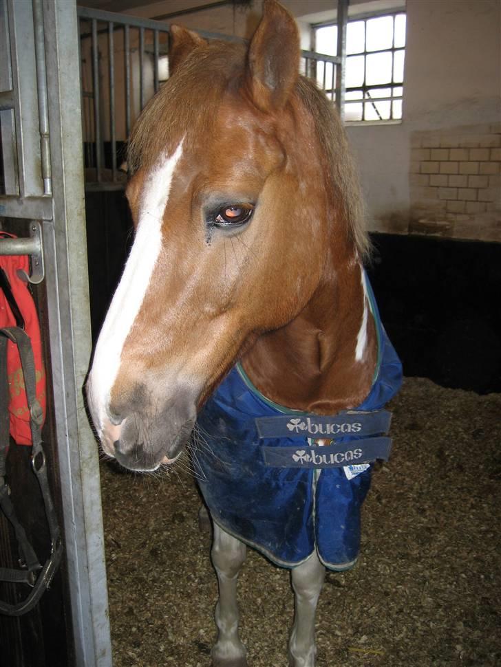 Anden særlig race Diablo  * Gamle hest* - Diablo ser li efter mig<3 billede 9