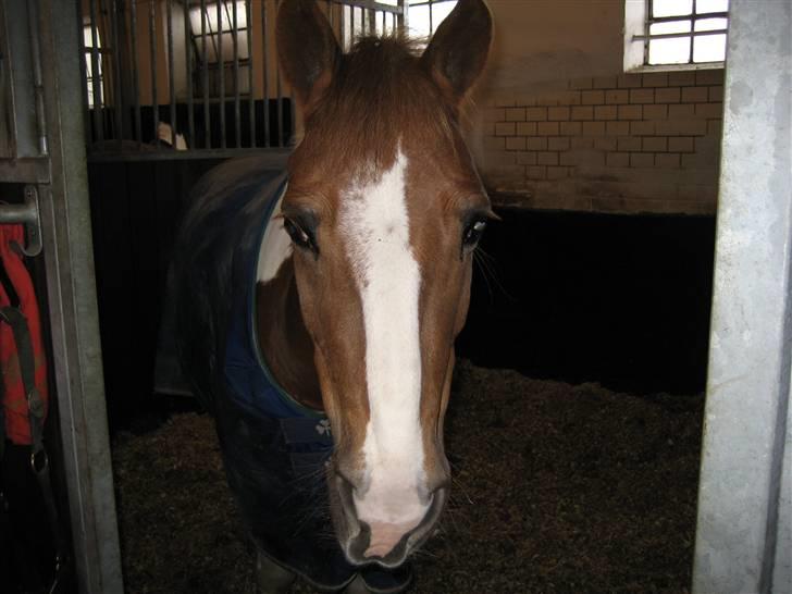 Anden særlig race Diablo  * Gamle hest* - Han ser efter om jeg har noget billede 10