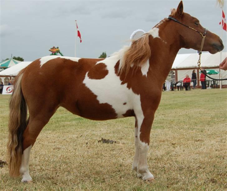 Miniature Egehøj`s Pretty Dam Good  - Østjysk Fællesskue i Horsens 2007 :) billede 10