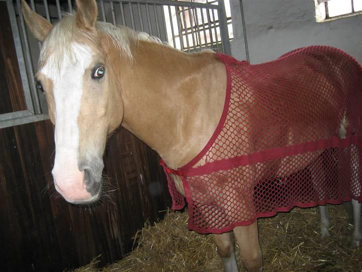 Palomino Fortunens Logo  - Hej og Velkommen til Logos profil billede 1