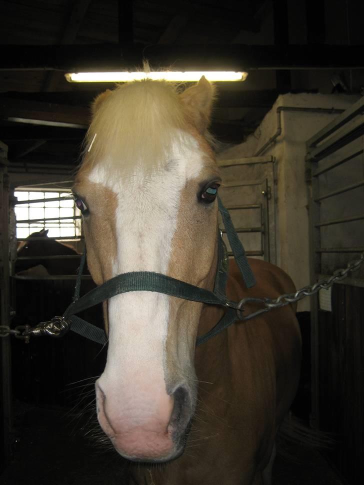 Palomino Fortunens Logo  - Logos smukke kønne hoved billede 2