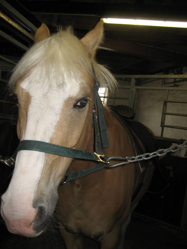 Palomino Fortunens Logo  - Hans smukke hoved igen billede 3