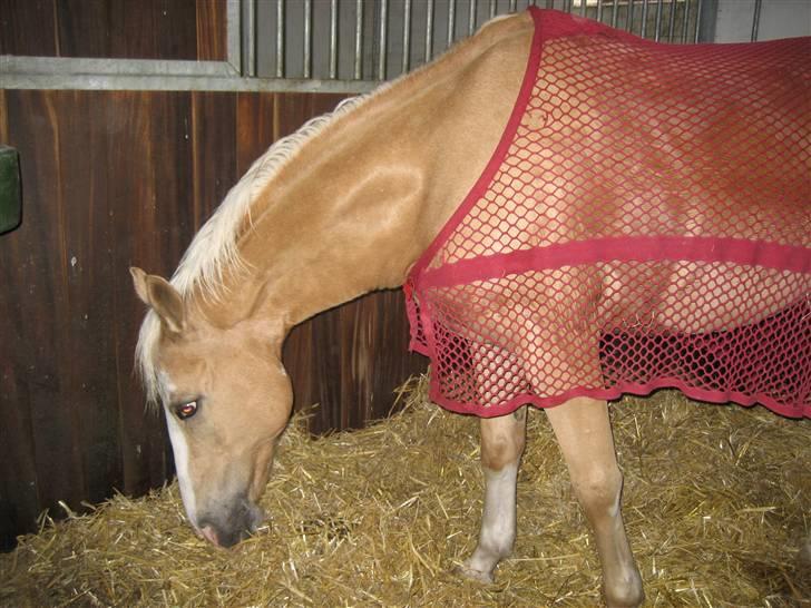 Palomino Fortunens Logo  - Logo i hans boks med et rødt sveddækken billede 4