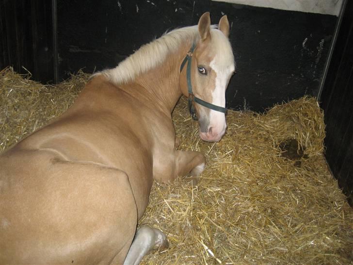 Palomino Fortunens Logo  - Her er han lidt træt og har lagt sig ned billede 5