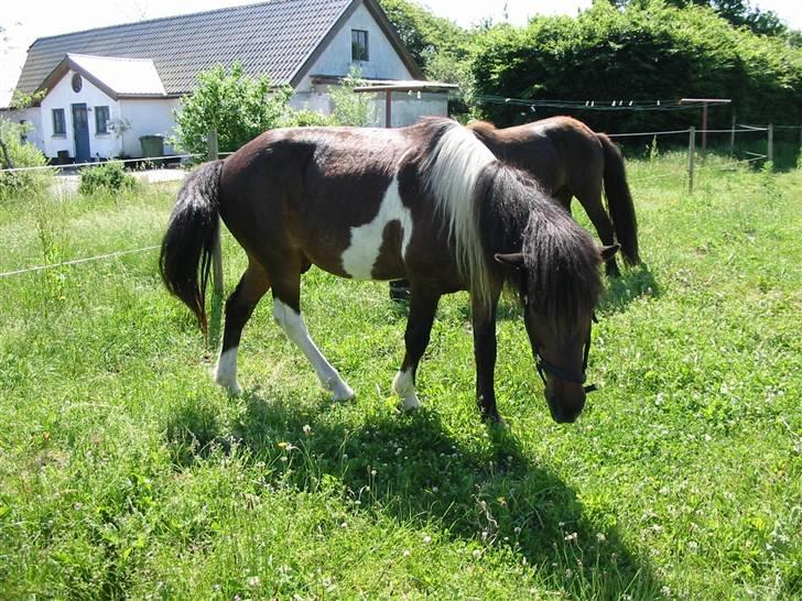 Islænder Stjerni billede 5