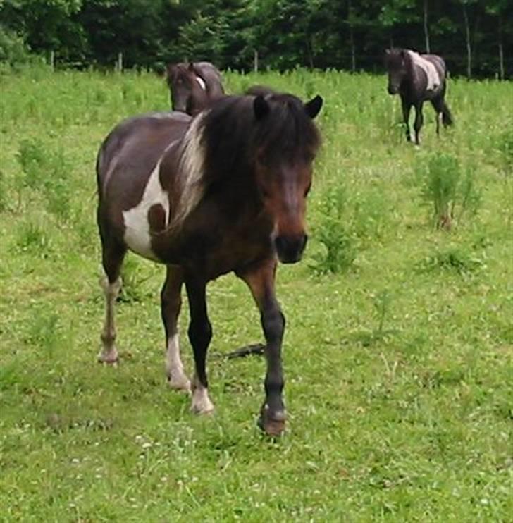 Islænder Stjerni billede 6