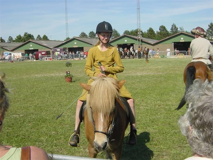 Islænder Glóa fra Gårde (solgt) billede 7