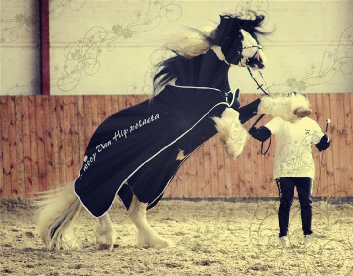 Irish Cob Swoop Van Hippolacta - # 16 - Farlig hingst. Eneste gang han téede sig til kåringen, billede 16